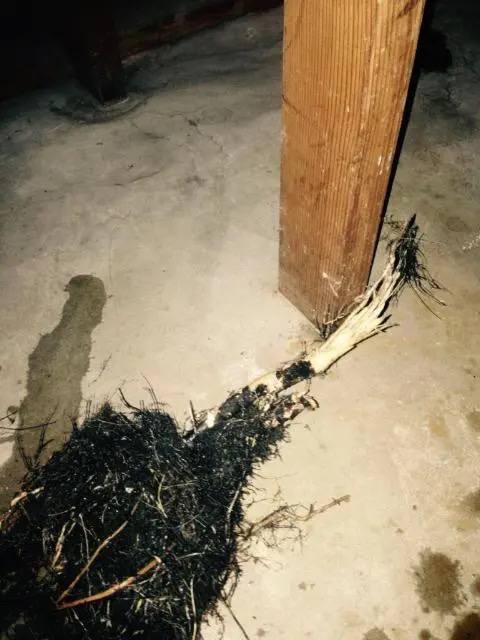 Grease and debris clog before and after professional drain snaking service results